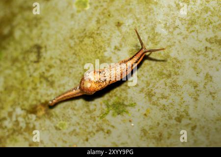 Una piccola creatura semi-lumaca che strizza su superfici ruvide. Questo mollusco ha un guscio marrone chiaro che copre parte del suo corpo e tentacoli estesi Foto Stock