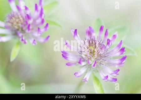 Trifoglio fiorito (Trifolium), primo piano Foto Stock