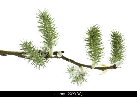 Salix aurita, salice orecchiabile Foto Stock