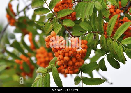 Sorbus aucuparia, comunemente chiamato rowan e ceneri di montagna. Beeren der Eberesche Foto Stock