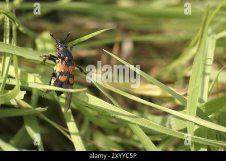 Comune gravedigger, infestato da acari Foto Stock