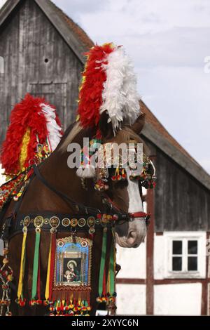 Cavallo da tiro italiano con una magnifica carrozza Foto Stock