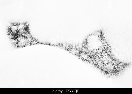 Cristalli di ghiaccio sulla neve, Parco Nazionale Muddus, Laponia, Patrimonio Mondiale dell'Umanità, Norrbotten, Lapponia, Svezia, dicembre 2015, Europa Foto Stock