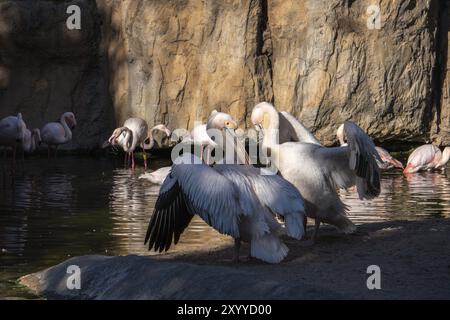 VALENCIA, SPAGNA, FEBBRAIO 26: Pink ha sostenuto pellicani e fenicotteri al Bioparco di Valencia in Spagna il 26 febbraio 2019 Foto Stock