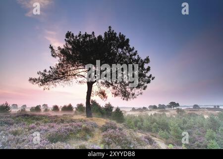 Pino sulla collina con erica fiorita all'alba, Paesi Bassi Foto Stock