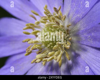 Anemone Foto Stock