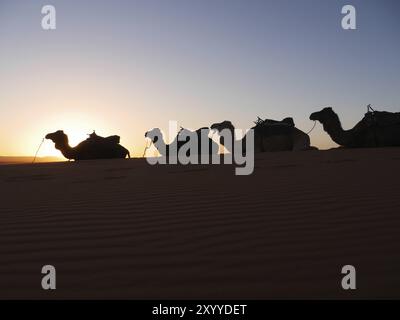 Cammelli al tramonto sulla duna Erg Chebbi in Marocco Foto Stock