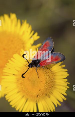 RAM, Zygaenidae, burnet Foto Stock