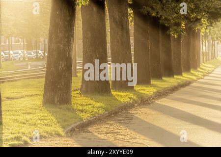 Caldo tramonto estivo dietro alberi da una strada Foto Stock