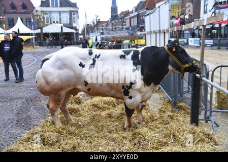 Schagen, Paesi Bassi. 20 marzo 2024. Paasvee, l'esposizione annuale del bestiame a Schagen, Paesi Bassi Foto Stock