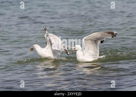 Due gabbiani che nuotano aringhe che combattono per un granchio Foto Stock