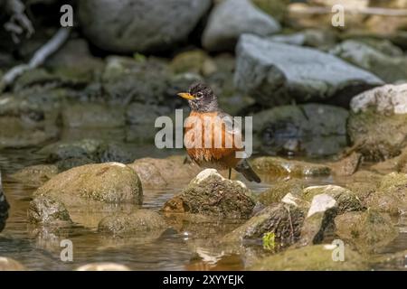 Il robin americano (Turdus migratorius) nel parco alla ricerca di cibo in acque poco profonde in un torrente Foto Stock