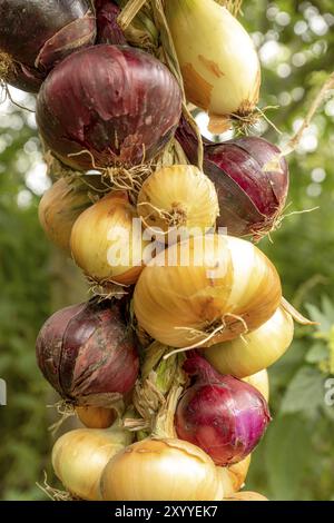 Diversi tipi di cipolle legate a una treccia davanti a uno sfondo verde sfocato Foto Stock