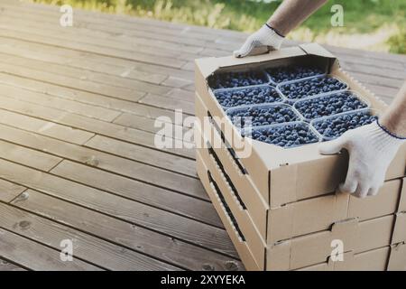 Lavoratore al mirtillo dell'imballaggio dell'azienda agricola per la spedizione. Imballaggio bacche per la consegna e la vendita. Mani maschili che tengono una scatola di cartone o una cassa piena di contenitori di plastica Foto Stock