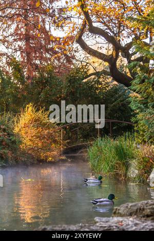 Un piccolo laghetto con anatre e un ponte. Nebbia autunnale. Il Giardino Giapponese sull'Isola Margherita (isola Margit-sziget). Budapest, Ungheria Foto Stock