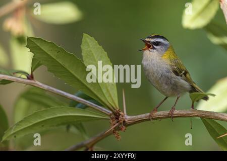 Goldcrest, Regulus ignicapillus, Lude, Mountain area, Lude, Stiria, Slovenia, Europa Foto Stock