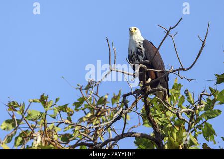 Aquila maculata minore (Haliaeetus vocifer), gita in barca a Janjabureh, Janjabureh, South Bank, Gambia, Africa Foto Stock