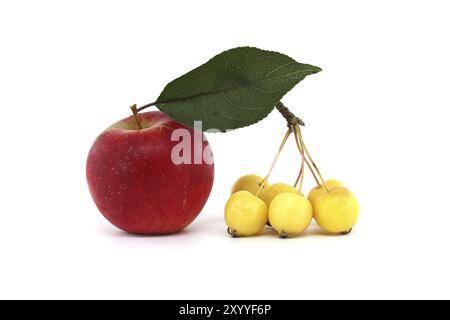 Mela rossa e mela gialla di granchio europeo o mela selvatica (Malus sylvestris) isolata su sfondo bianco Foto Stock