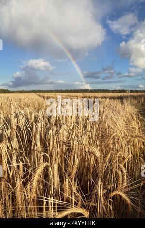 Arcobaleno sul cielo blu sopra il campo di grano, Olanda Foto Stock