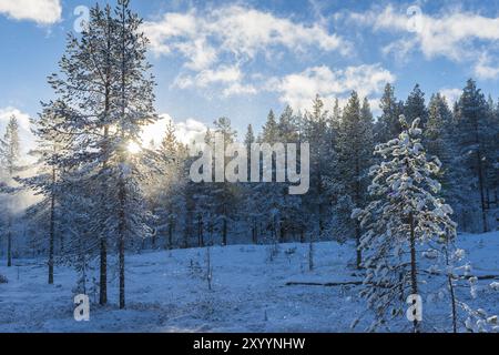 Nevicata contro la luce, Gaellivare, Norrbotten, Lapponia, Svezia, ottobre 2013, Europa Foto Stock