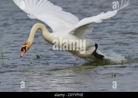 Cigno muta che difende il suo territorio.cigno muta in difesa territoriale Foto Stock