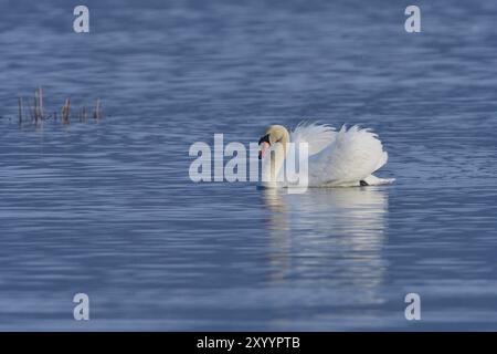 Cigno muto al sole del mattino. Cigno muto in primavera su uno stagno Foto Stock