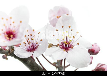 Fiore della prugna a foglia viola (Prunus cerasifera nigra) Foto Stock