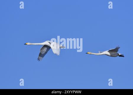 Whooper cigno in volo a saxon la mattina. Cigni di Whooper nell'alta Lusazia Foto Stock