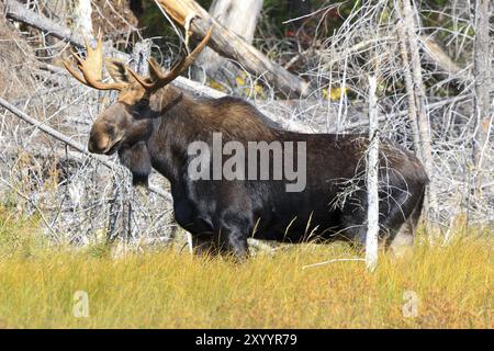 Alce di toro nel Parco Provinciale di Algonquin in Canada Foto Stock