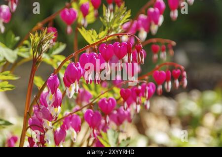 Traenendes Herz, Lamprocapnos spectabilis, cuore sanguinante, Lamprocapnos spectabilis in primavera Foto Stock