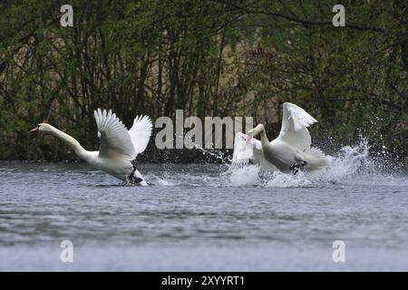 Cigno muto in lotta. Cigni muti in difesa del loro territorio Foto Stock