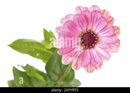 Zinnia rosa (Zinnia violacea), staccata Foto Stock