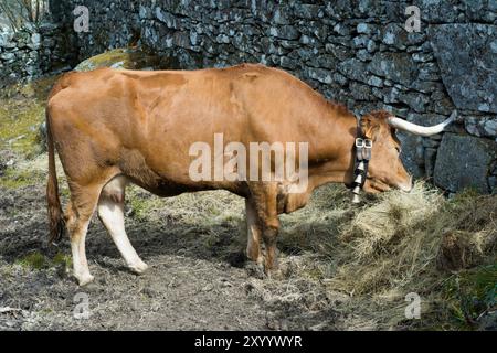 Mucca bruna che mangia fieno in una fattoria nel nord del Portogallo Foto Stock