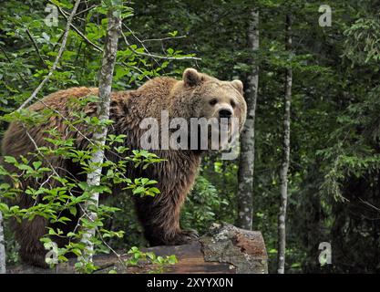 Orso bruno nel parco naturale Cumberland Grünau in Austria Foto Stock