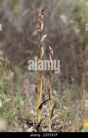 Orchidea della lingua a fiore piccolo, Serapias parviflora, orchidea della lingua a fiore piccolo Foto Stock