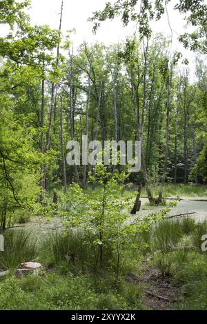 Bruchwald, foresta di pianure alluvionali Foto Stock