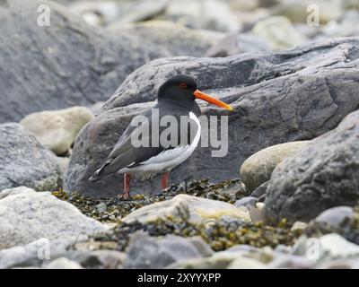 Oystercatcher eurasiatico (Haematopus ostralegus), adulto arroccato tra pietre sulla costa, maggio, Fiordo di Varanger, Norvegia, Europa Foto Stock