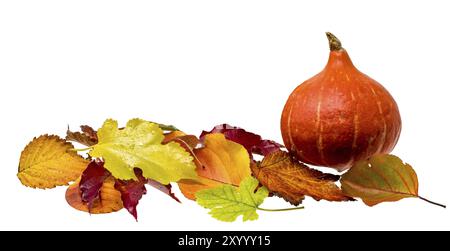 Decorazioni autunnali con fogliame colorato e zucca Hokkaido corta su bianco Foto Stock