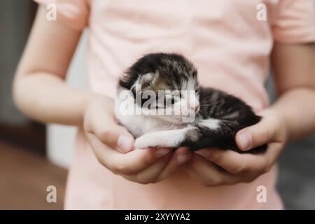 Bambina che tiene un gattino con gli occhi chiusi tra le braccia. Concetto di cura degli animali domestici. Bambino che gioca con adorabile gatto neonato. Foto Stock