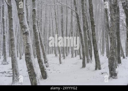 Pini ricoperti di neve su un bianco paesaggio invernale a Mondim de Basto, Portogallo, Europa Foto Stock