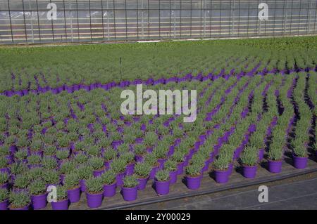 Piante giovani di lavanda in un giardino vivaio piante giovani di lavanda in un giardino vivaio Adobe RGB Foto Stock