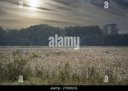 Gru in un luogo di riposo su un campo di mais raccolto di fronte a una foresta. Alimentazione di uccelli migratori. Animali selvatici sul Darss nella natura. Foto animali Foto Stock