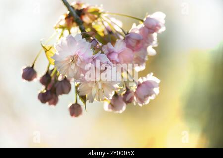 Splendida scena naturalistica con albero sakura in fiore e luce solare. Giorno di sole, fiori di ciliegio Foto Stock