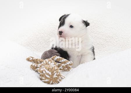 Cucciolo islandese di 4 settimane Foto Stock