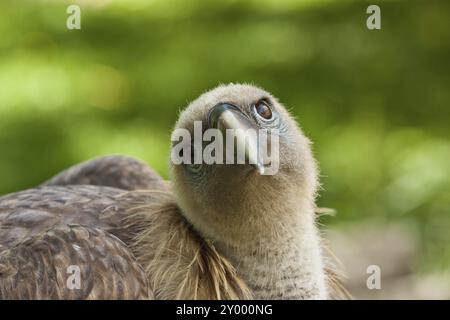 Giovane avvoltoio griffon (Gyps fulvus) Foto Stock