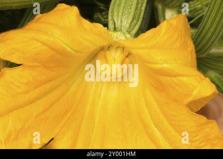 Fiore di zucchine, primo piano Foto Stock