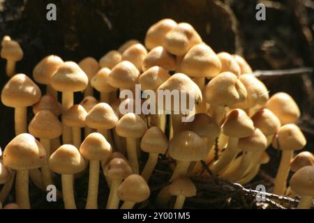 Funghi ombrello Foto Stock