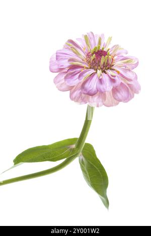 Zinnia rosa (Zinnia violacea), staccata Foto Stock