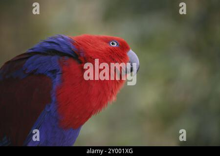 Eclectus roratus (femmina), il maschio è di colore completamente diverso (verde con fianchi rossi e becco superiore giallo). A causa di questi colori diversi Foto Stock