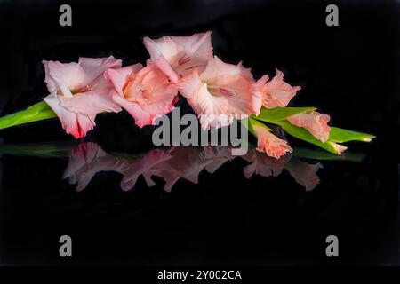 Un bellissimo stelo singolo dei gladioli di pesca a chiave bassa in primo piano con Una splendida riflessione Foto Stock